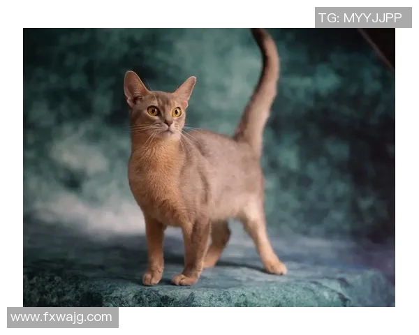 足球明星猫舍真实照片展现可爱猫咪与球星的温馨瞬间